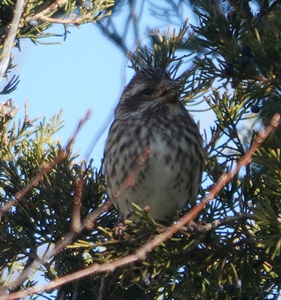 Purple Finch - ML612018929