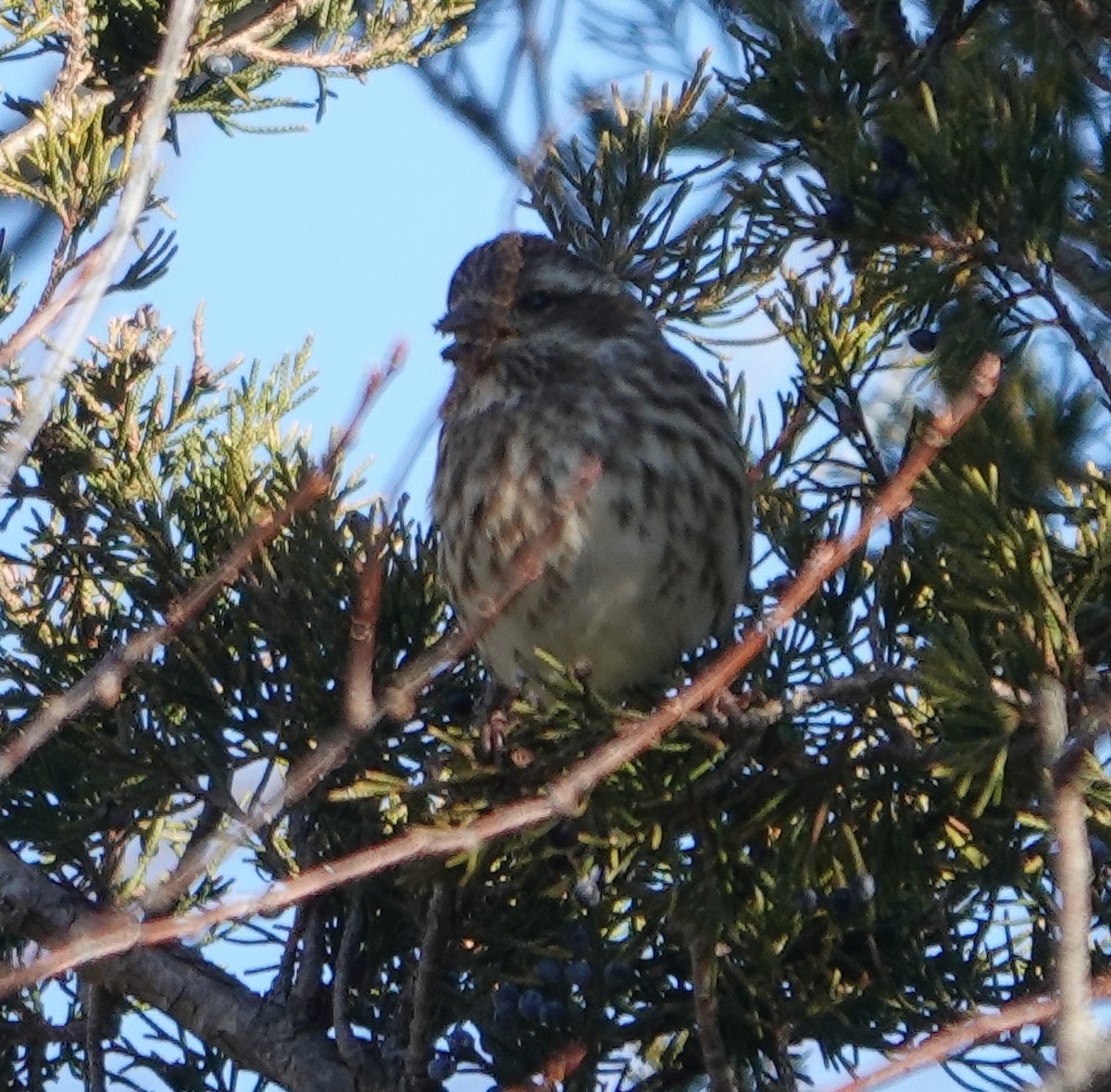 Purple Finch - ML612018930