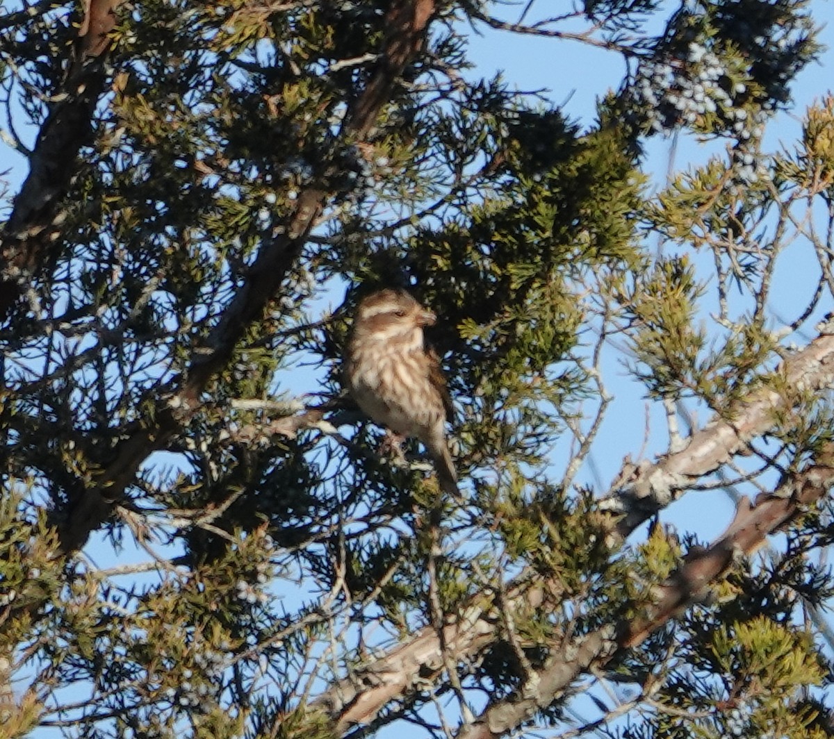 Purple Finch - ML612018931