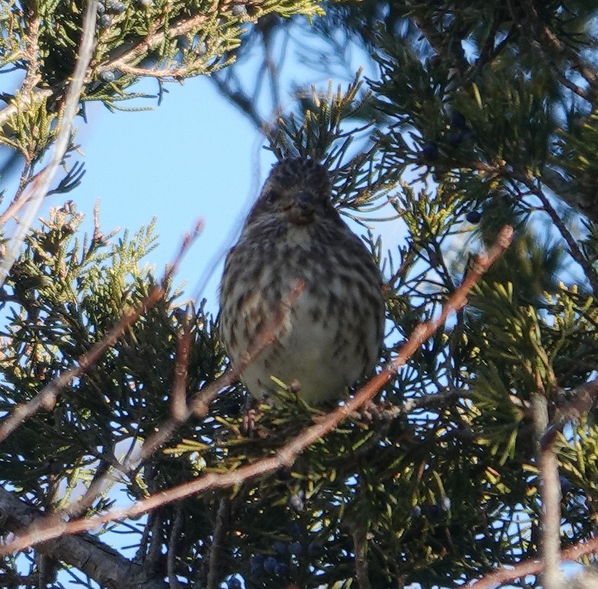 Purple Finch - ML612018932