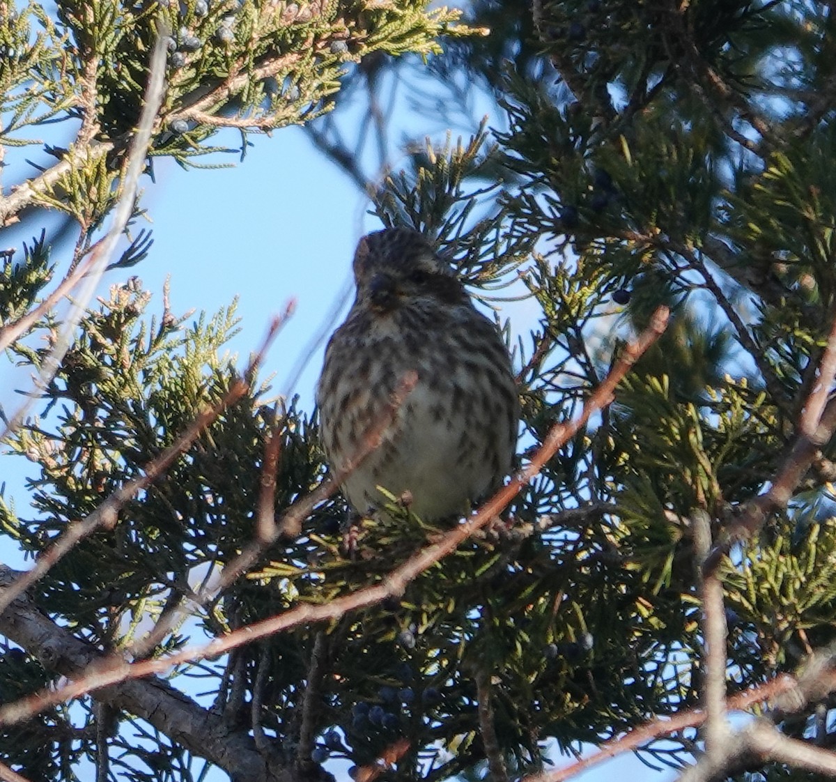 Purple Finch - ML612018935