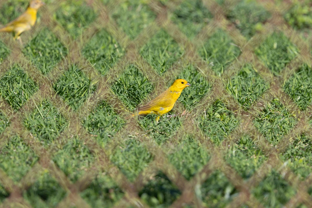 Saffron Finch - ML612018949