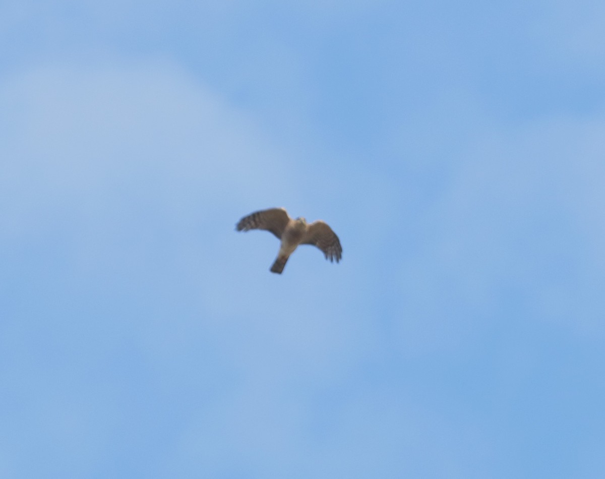 Sharp-shinned Hawk - ML612018993