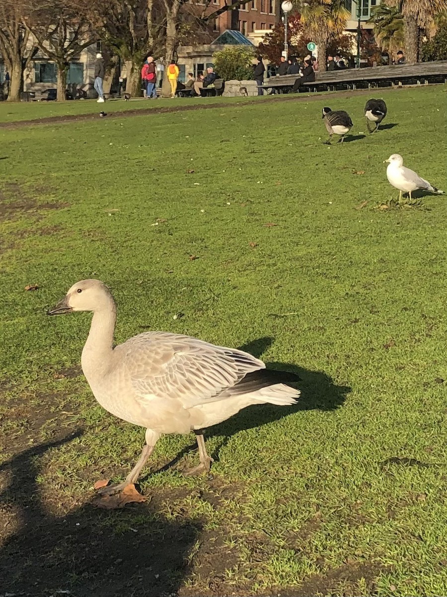 Гуска біла - ML612018999