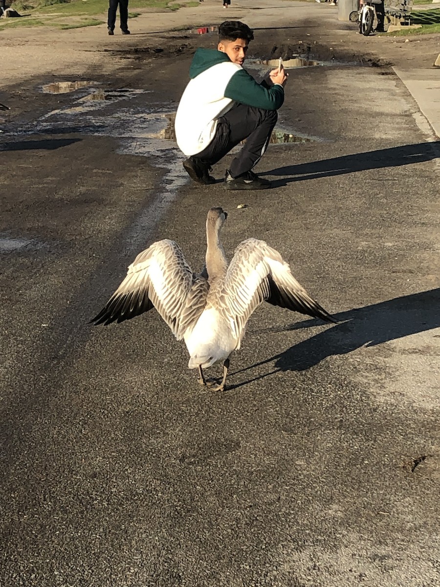 Гуска біла - ML612019000