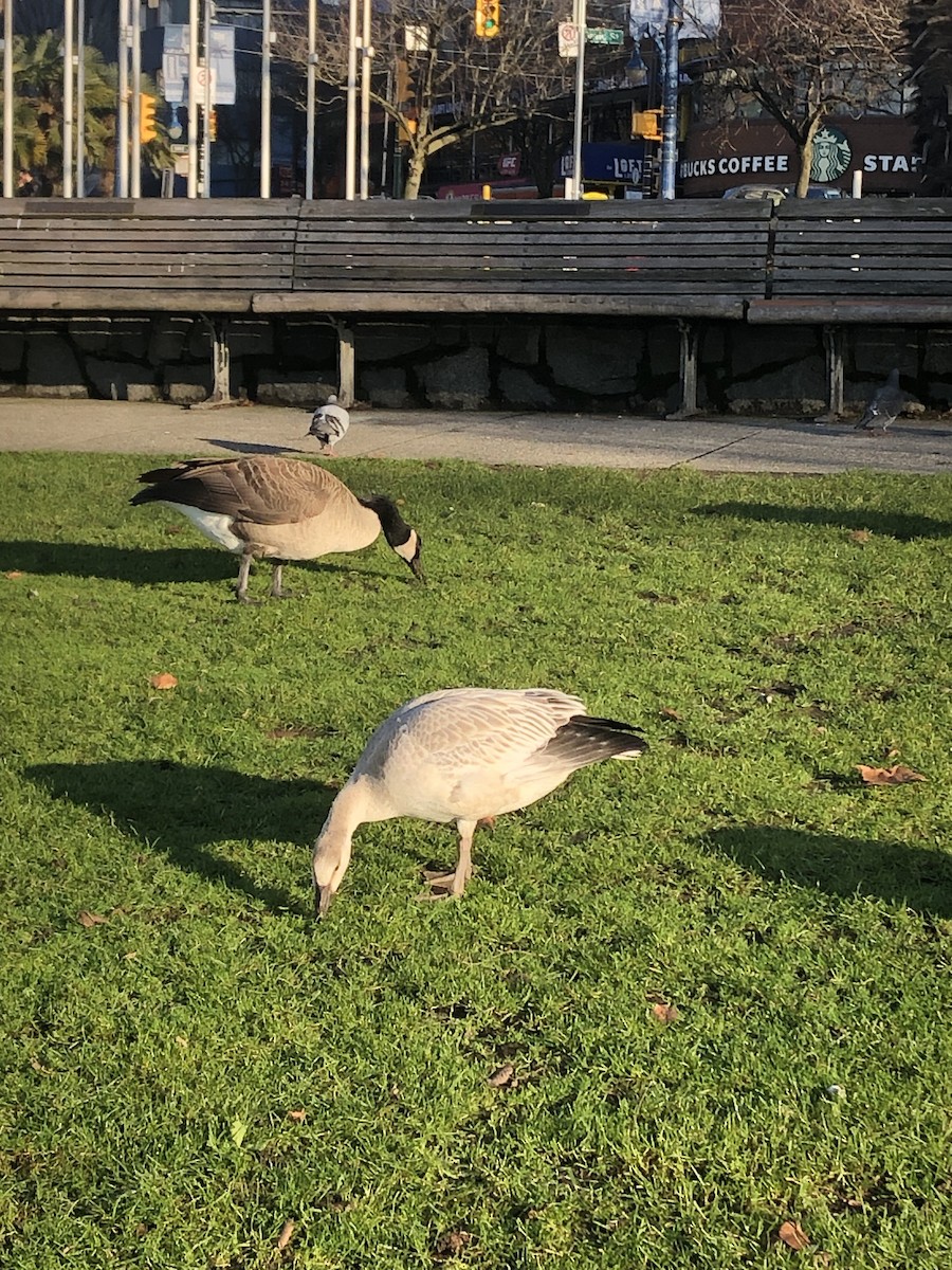 Гуска біла - ML612019044