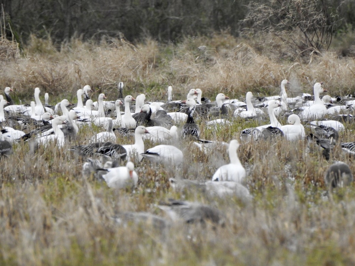 Snow Goose - ML612019088