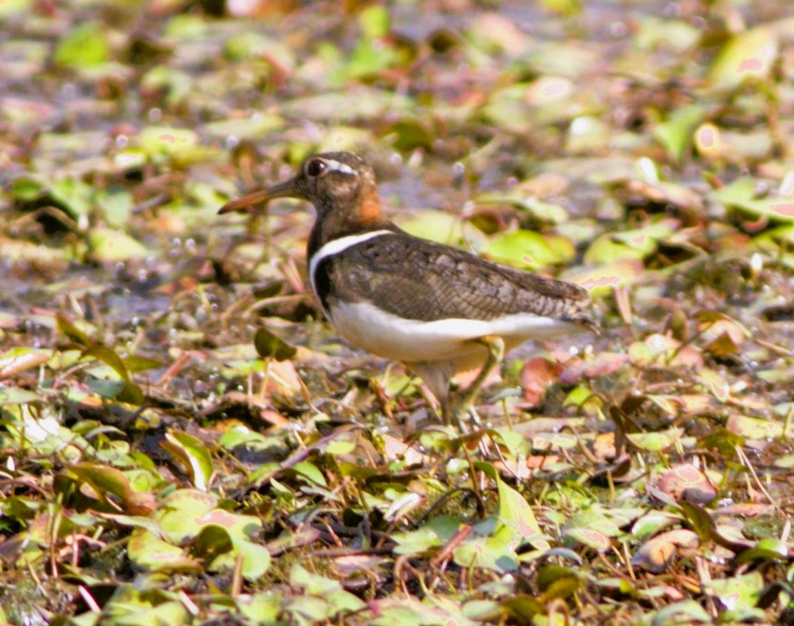 Australian Painted-Snipe - ML612019154