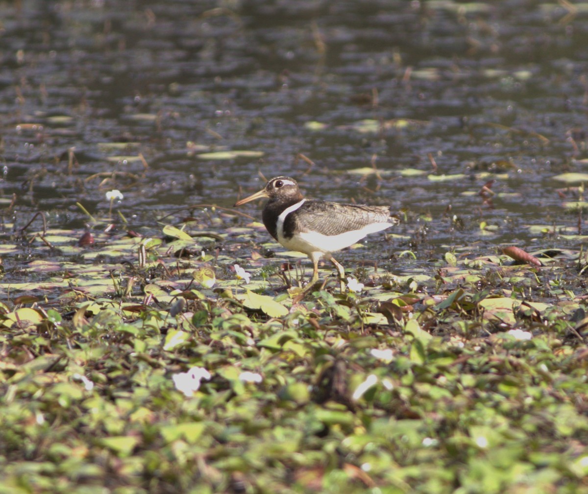 Australian Painted-Snipe - ML612019155