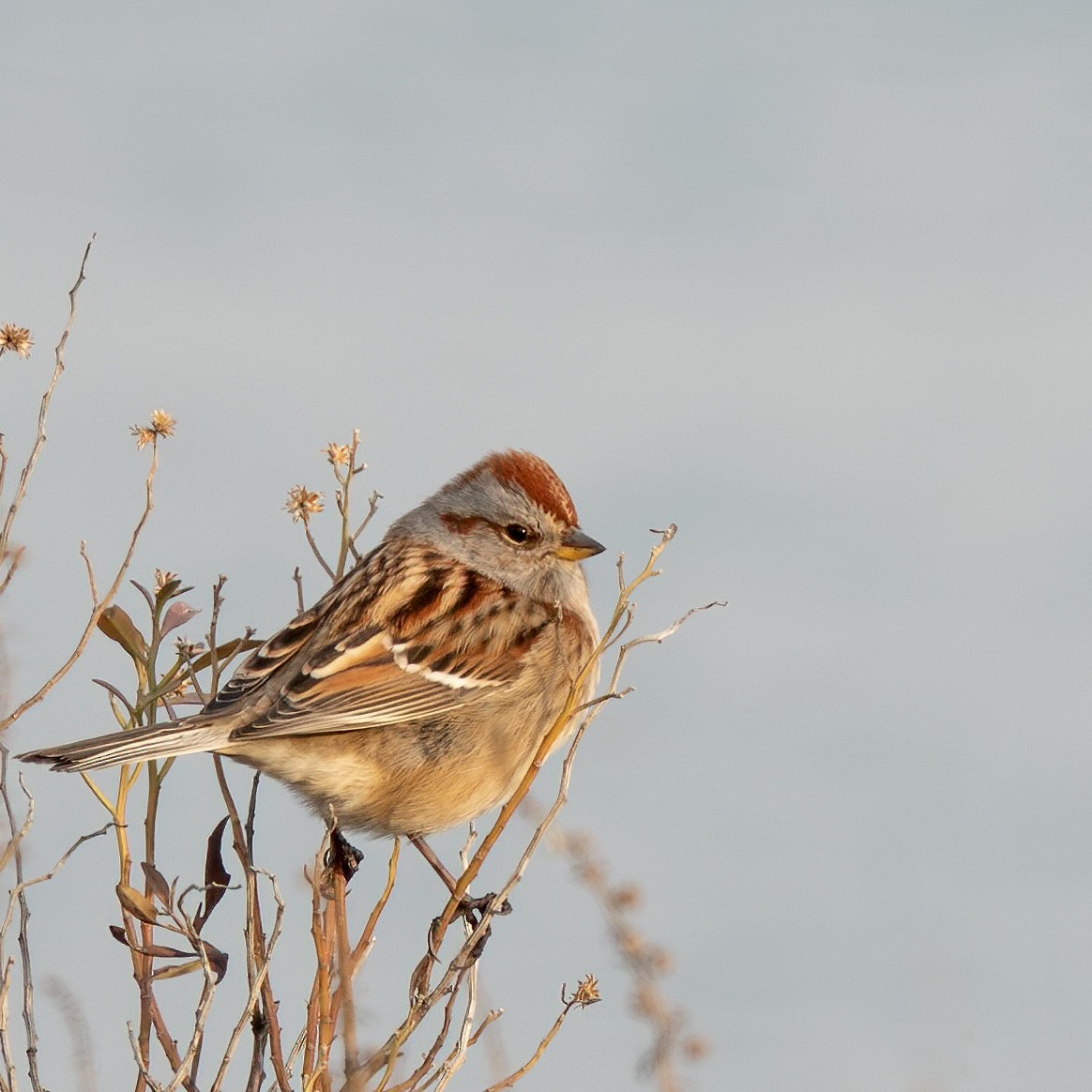 American Tree Sparrow - ML612019343