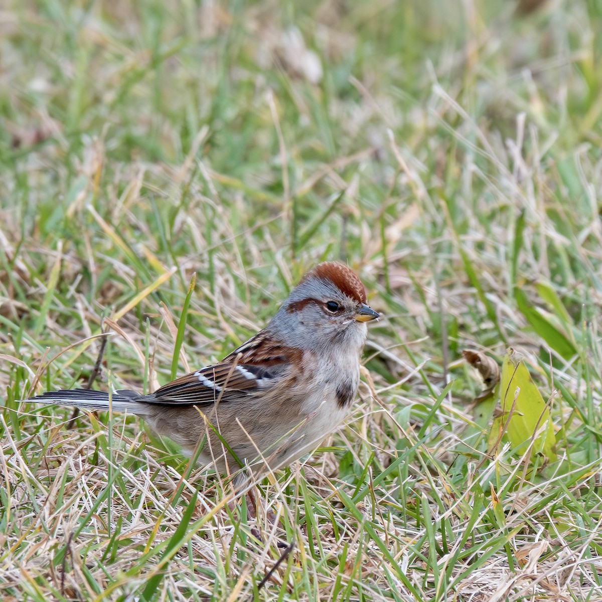 American Tree Sparrow - ML612019344