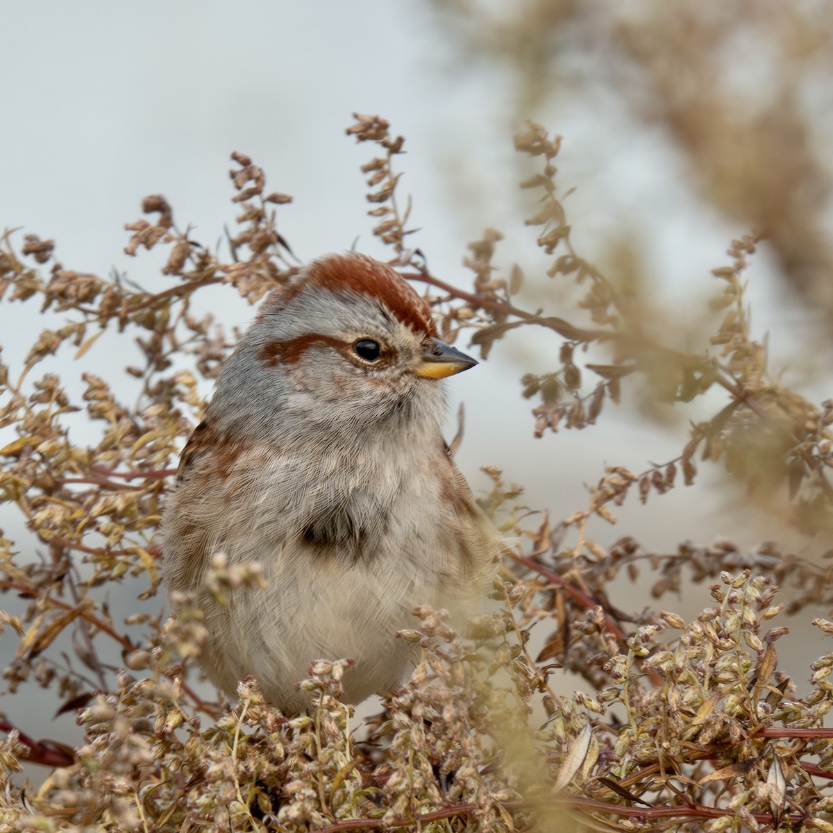 American Tree Sparrow - ML612019345