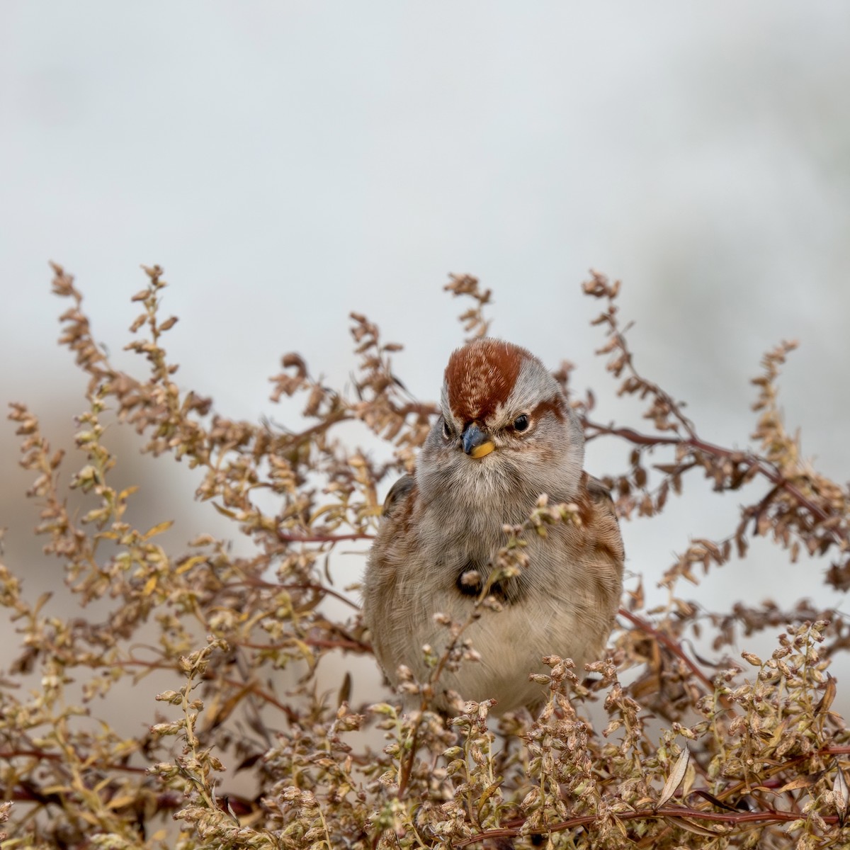 American Tree Sparrow - ML612019346