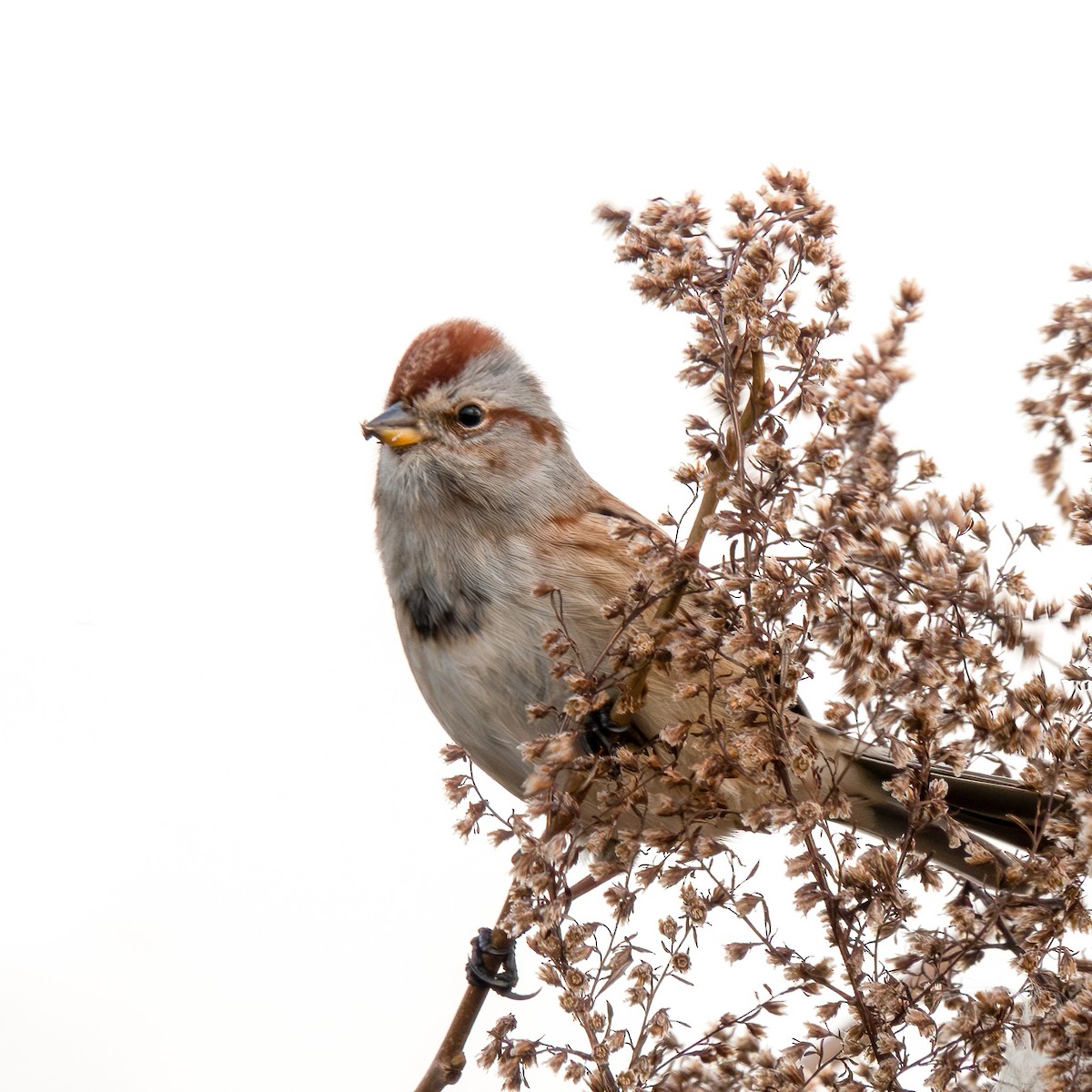 American Tree Sparrow - ML612019347