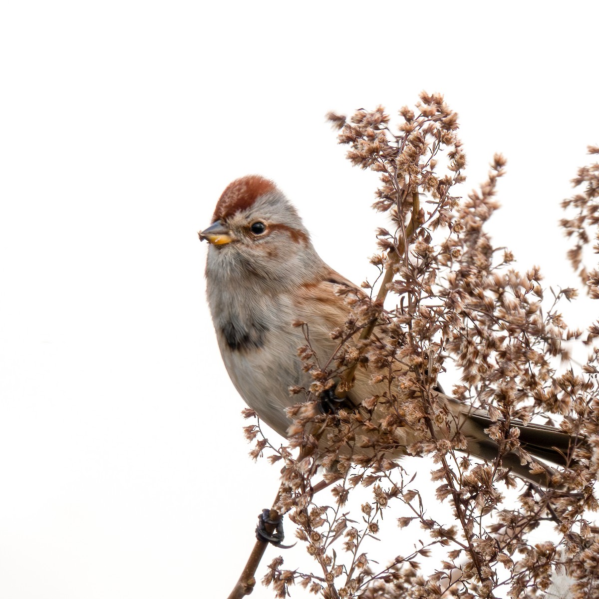 American Tree Sparrow - Anonymous