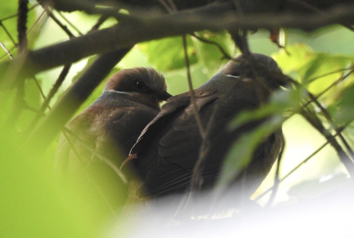 White-eared Brown-Dove - ML612019352