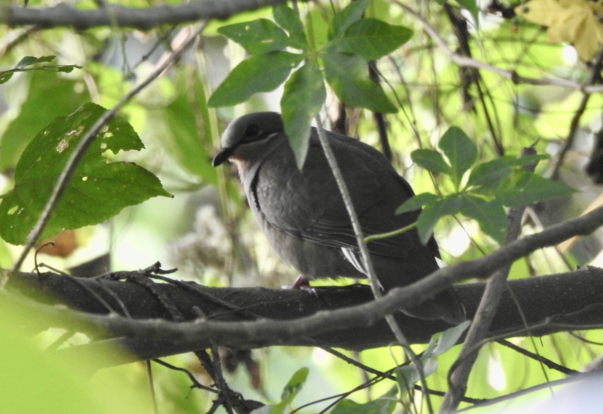 White-eared Brown-Dove - ML612019353