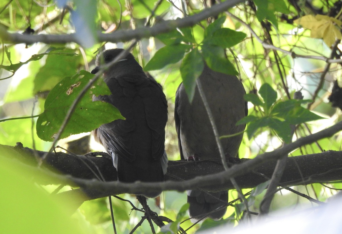 White-eared Brown-Dove - ML612019354