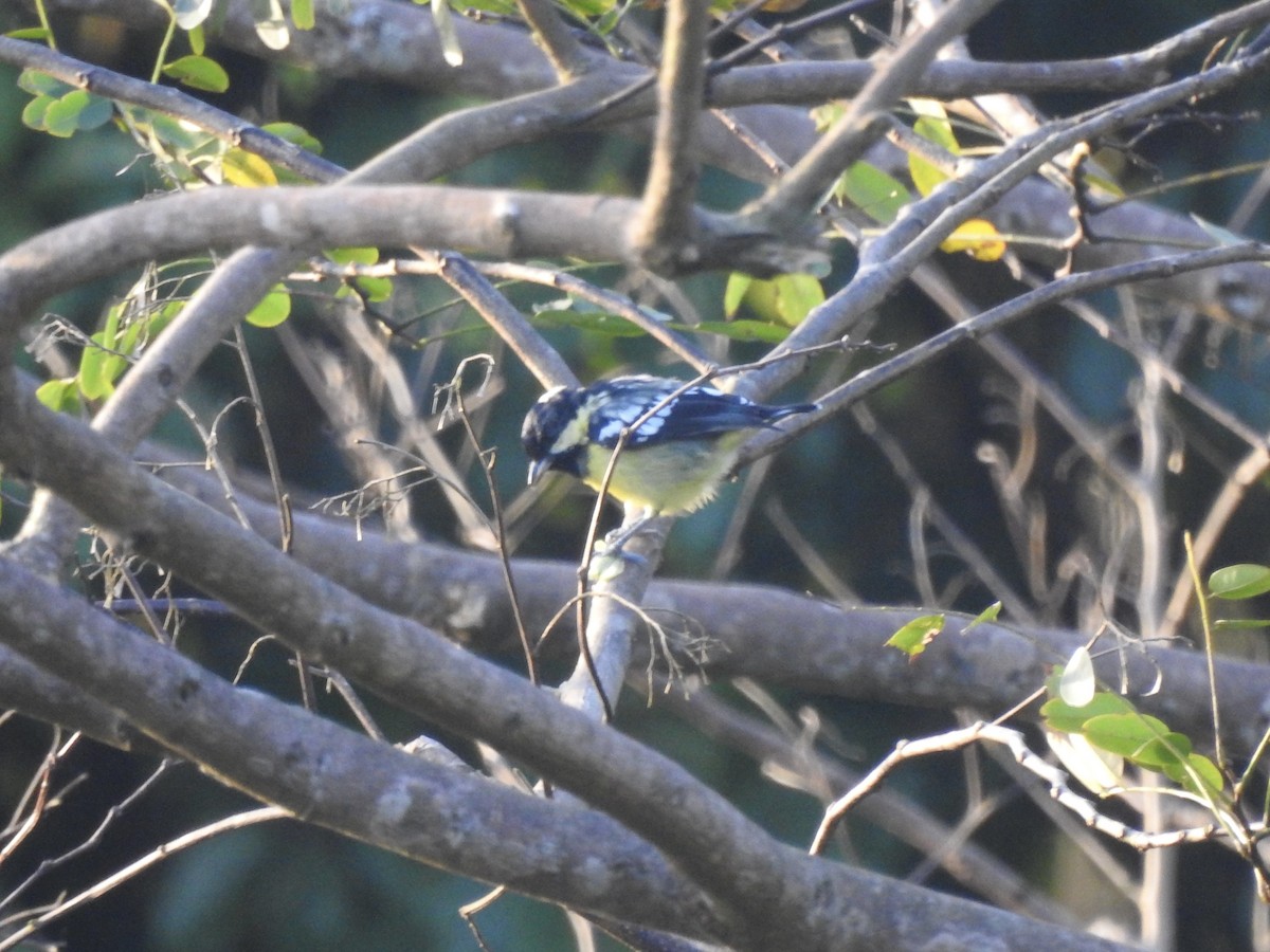 Elegant Tit - ML612019360