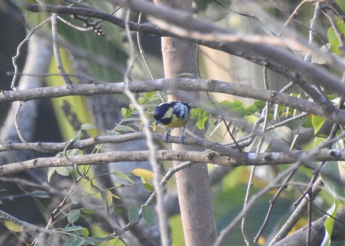 Elegant Tit - ML612019361