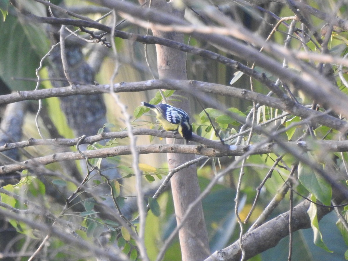 Elegant Tit - ML612019362