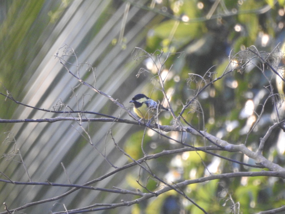 Elegant Tit - ML612019363