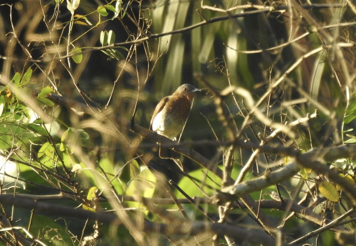 Philippine Bulbul - ML612019373