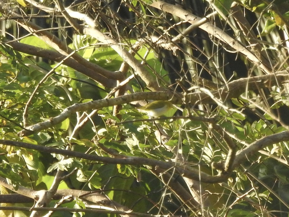 Lowland White-eye - ML612019375