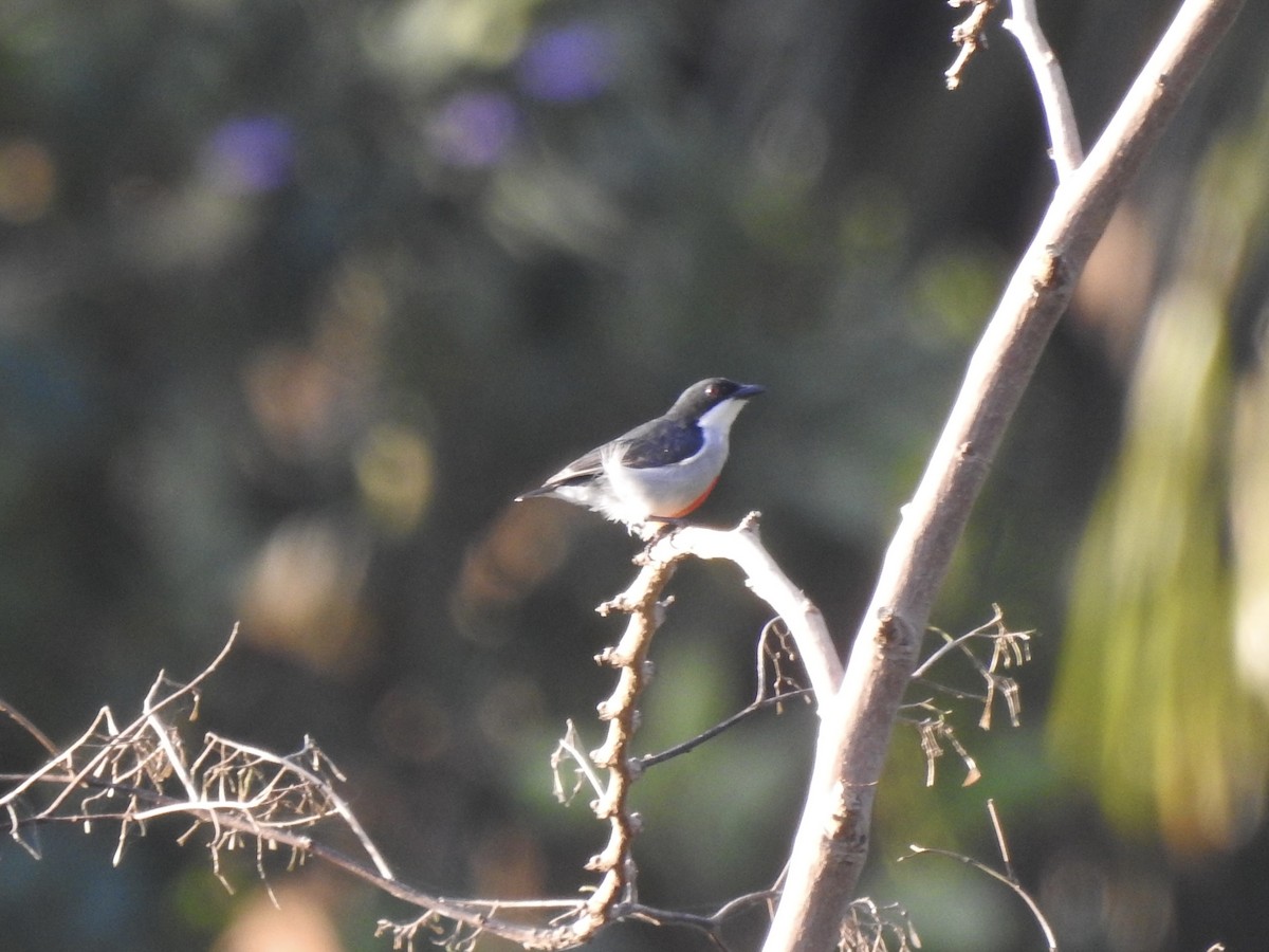 Red-keeled Flowerpecker - ML612019381