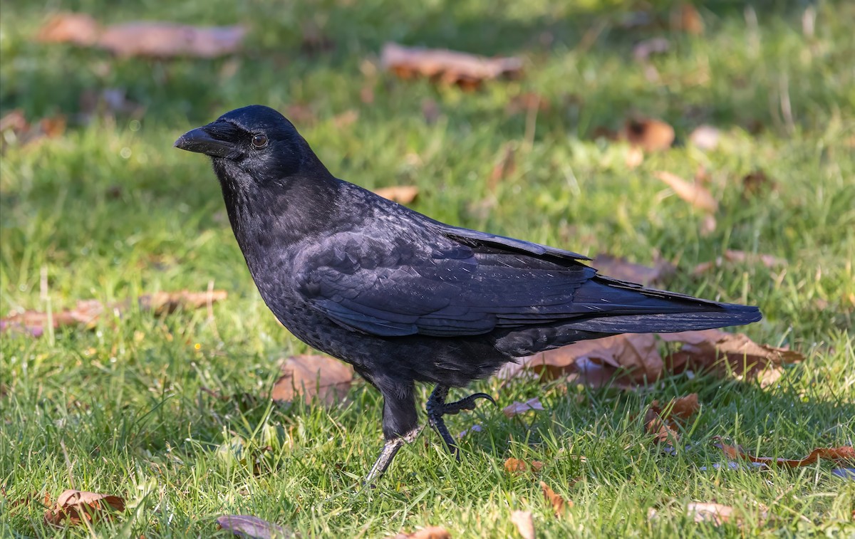 American Crow - ML612019401