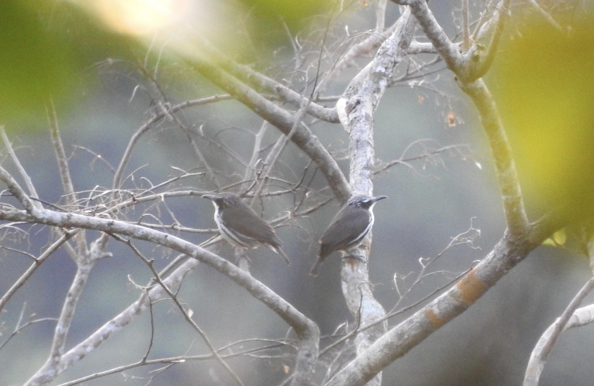 Stripe-sided Rhabdornis - Noam Markus