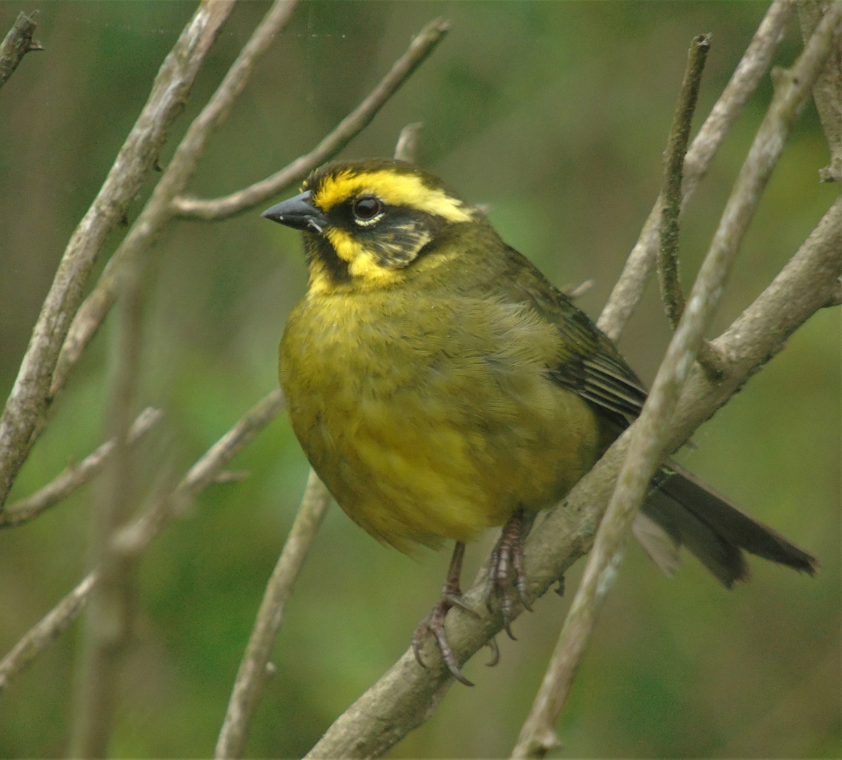 Yellow-striped Brushfinch - Oliver Kohler