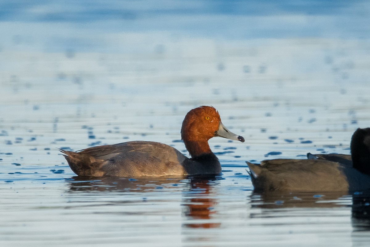 Redhead - Luis Garma