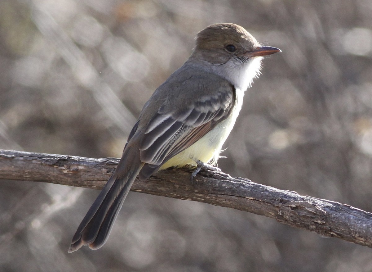 Nutting's Flycatcher - ML612019485