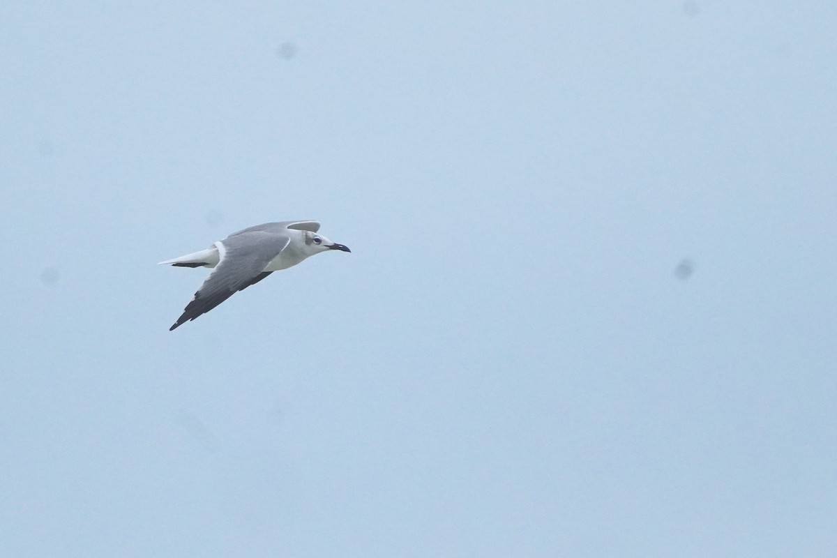 Laughing Gull - ML612019556