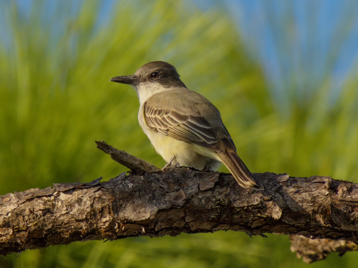 Loggerhead Kingbird - Cin-Ty Lee