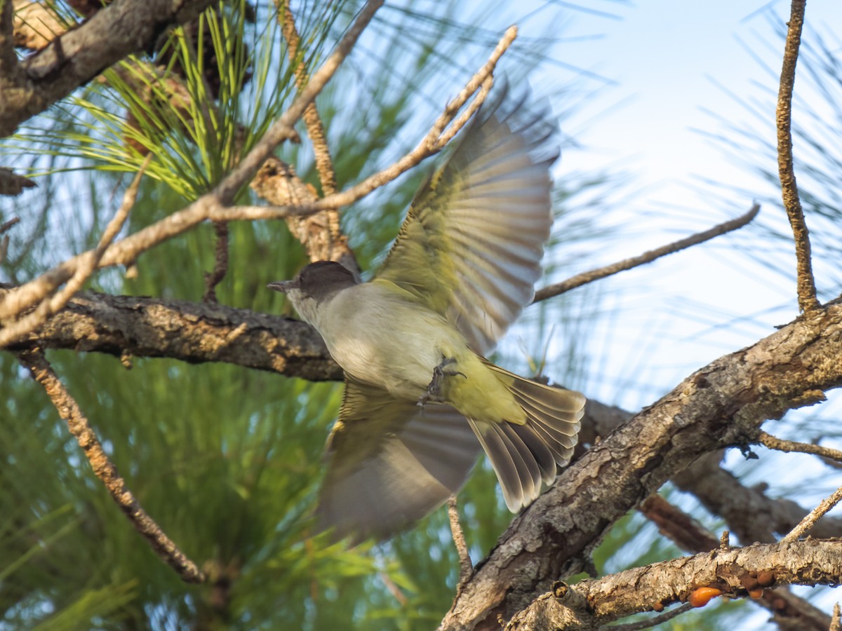 Loggerhead Kingbird - ML612019803