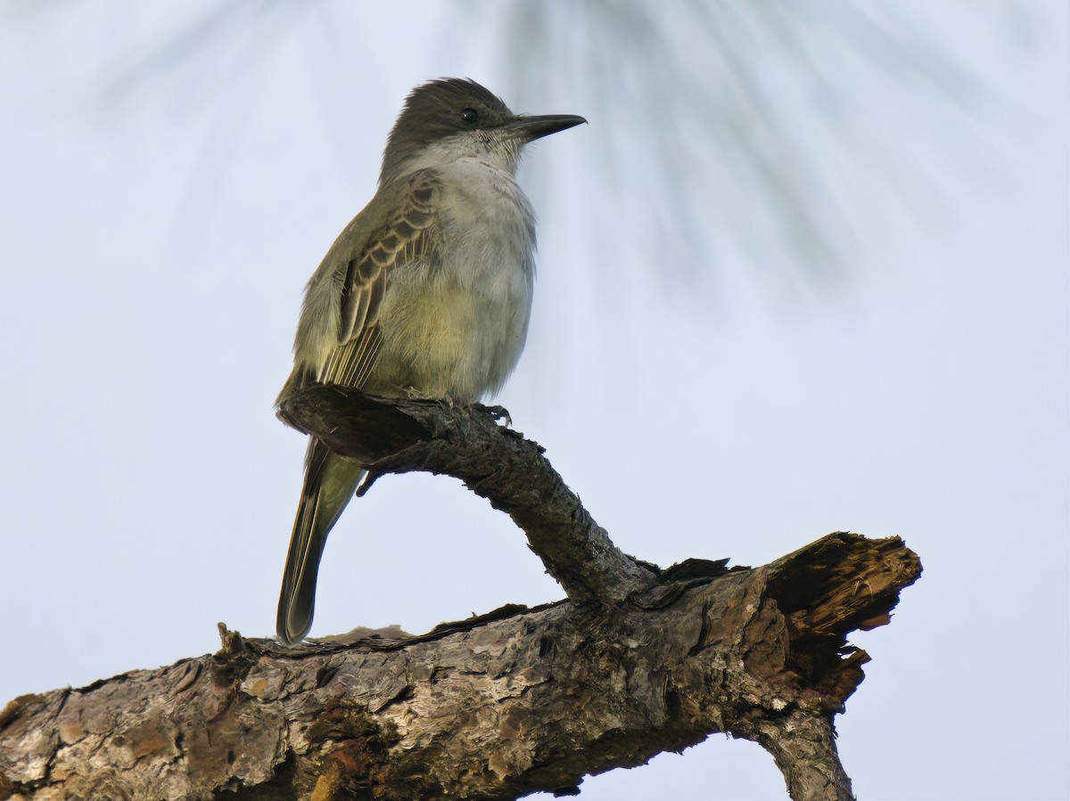 Loggerhead Kingbird - ML612019804