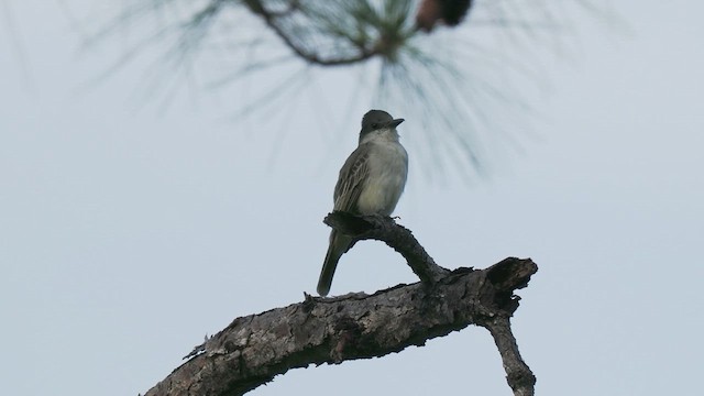 Antillenkönigstyrann - ML612019830