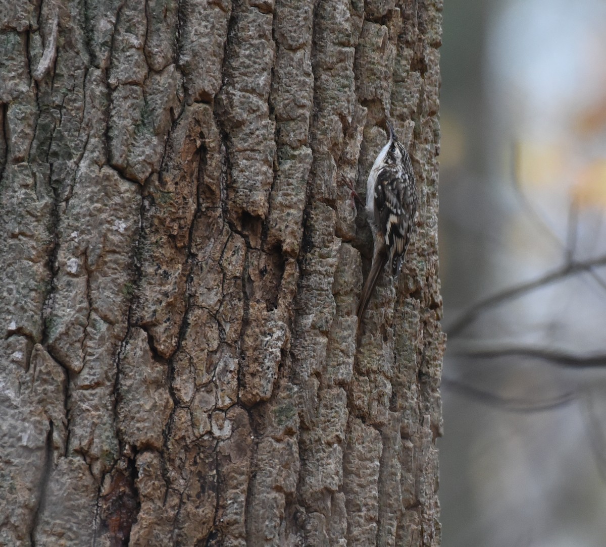 Brown Creeper - Mary Hays