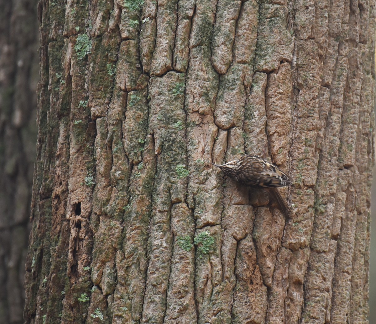 Brown Creeper - Mary Hays