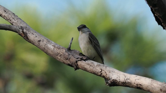 Antillenkönigstyrann - ML612019922