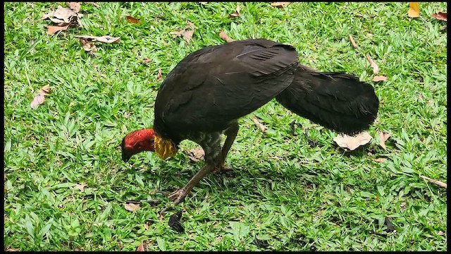 Australian Brushturkey - ML612019941