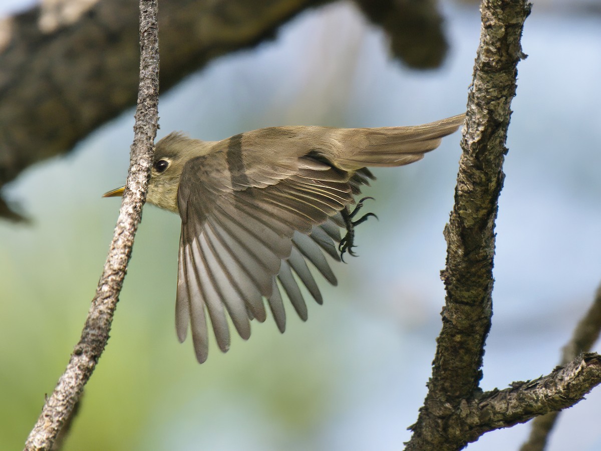 Cuban Pewee - ML612019983