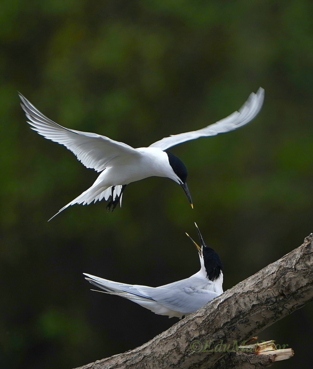 Sandwich Tern - ML612020013