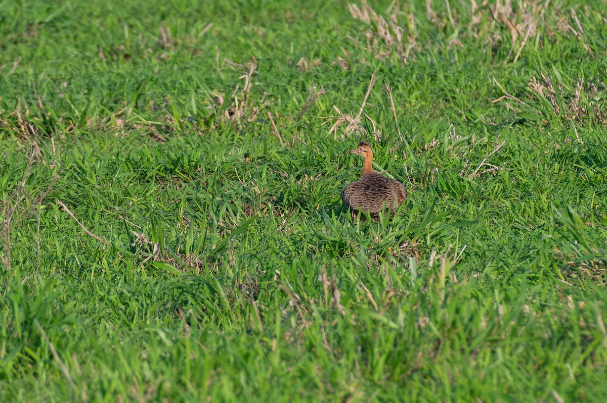 Red-winged Tinamou - ML612020025