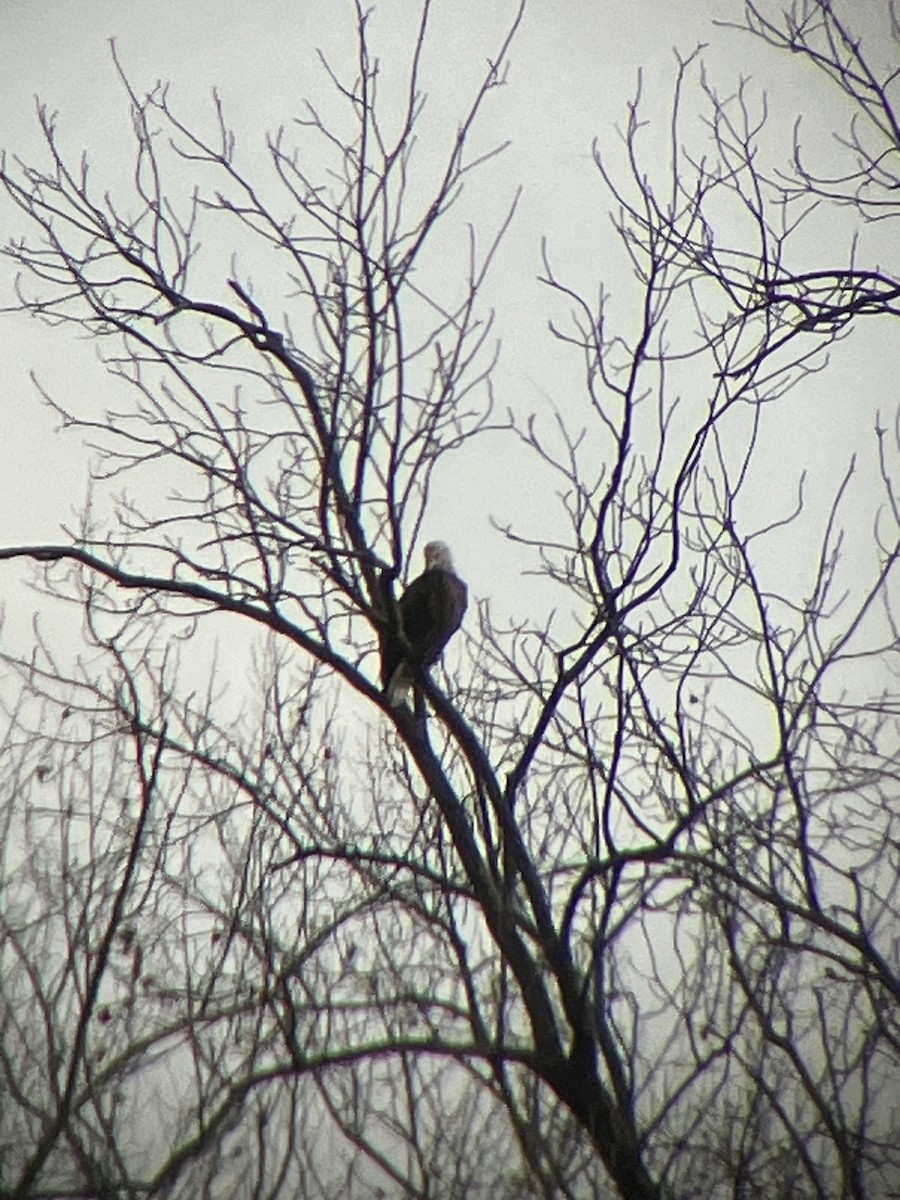 Bald Eagle - ML612020111