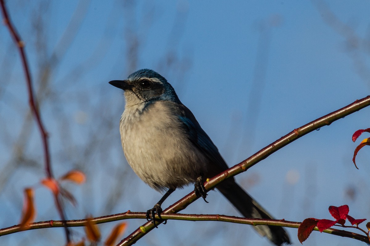 California Scrub-Jay - ML612020149