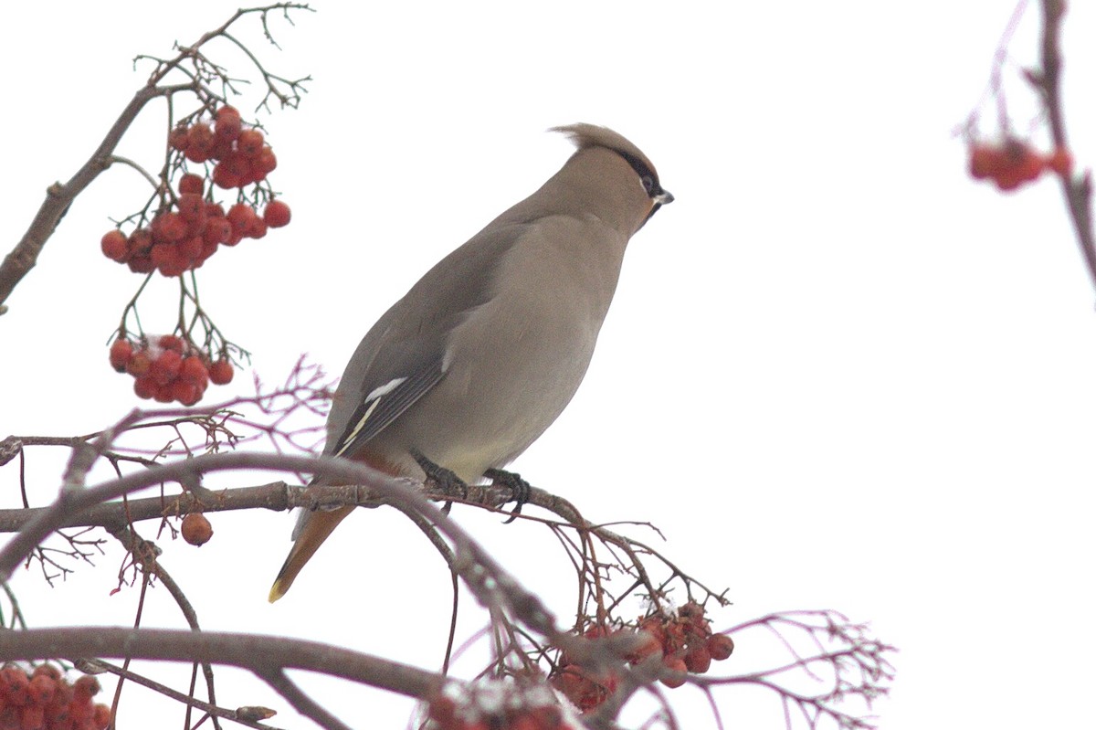 Bohemian Waxwing - Mary Powers