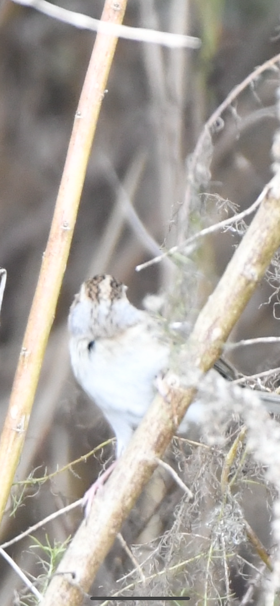 Clay-colored Sparrow - ML612020225
